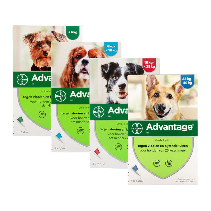 Verscherpen vervorming Australische persoon Advantage Hond™ - Spot-on tegen vlooien - Bayer / Direct-Dierenarts